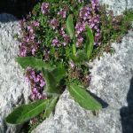 Thymian   10